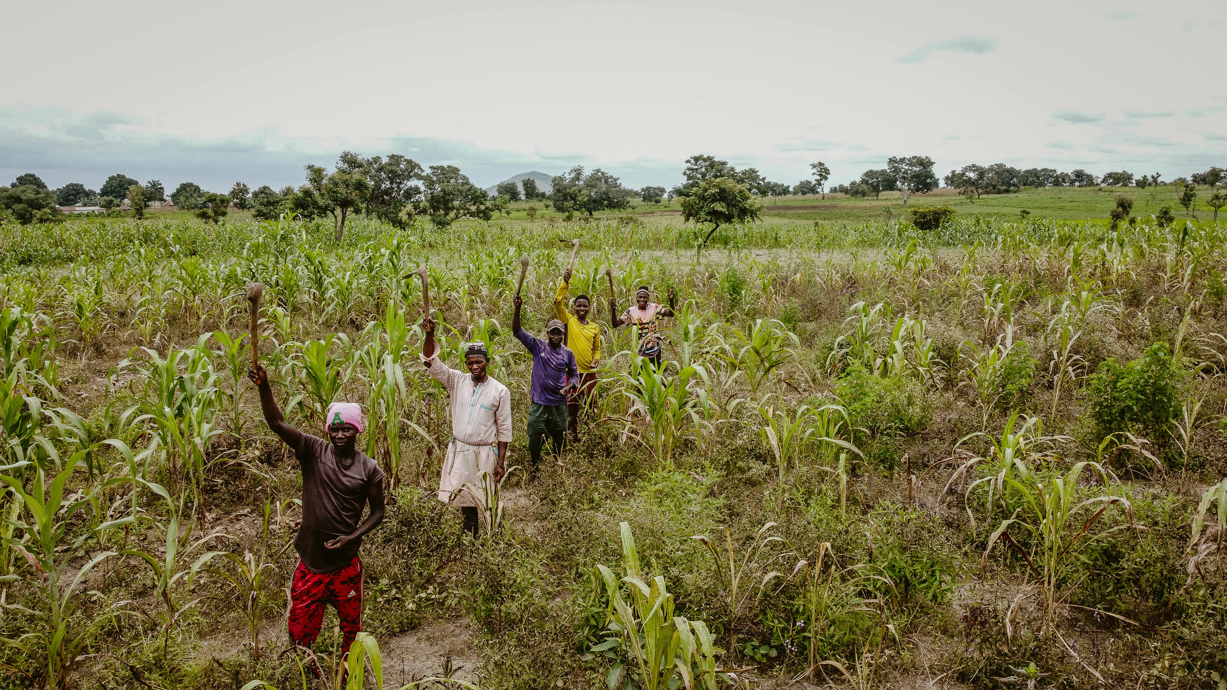 Agricultural value chain development